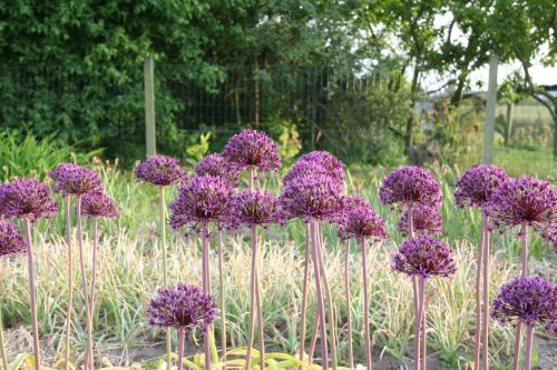 Allium 'Firmament'  bestellen